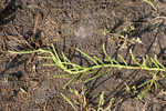 Virginia glasswort